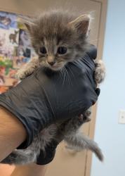 Shelter Stray Female Cat last seen Near 54th Street, San Diego, CA, 92114, San Diego, CA 92110