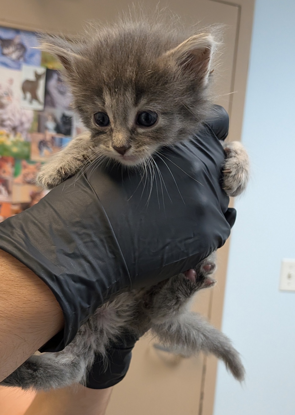 Shelter Stray Female Cat last seen Near 54th Street, San Diego, CA, 92114, San Diego, CA 92110