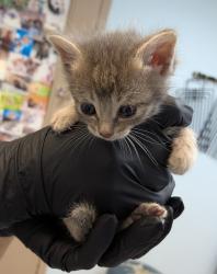 Shelter Stray Female Cat last seen Near 54th Street, San Diego, CA, 92114, San Diego, CA 92110