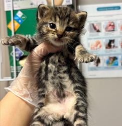 Shelter Stray Male Cat last seen Near Arthur Avenue, SAN LEANDRO, CA, 94577, Oakland, CA 94621