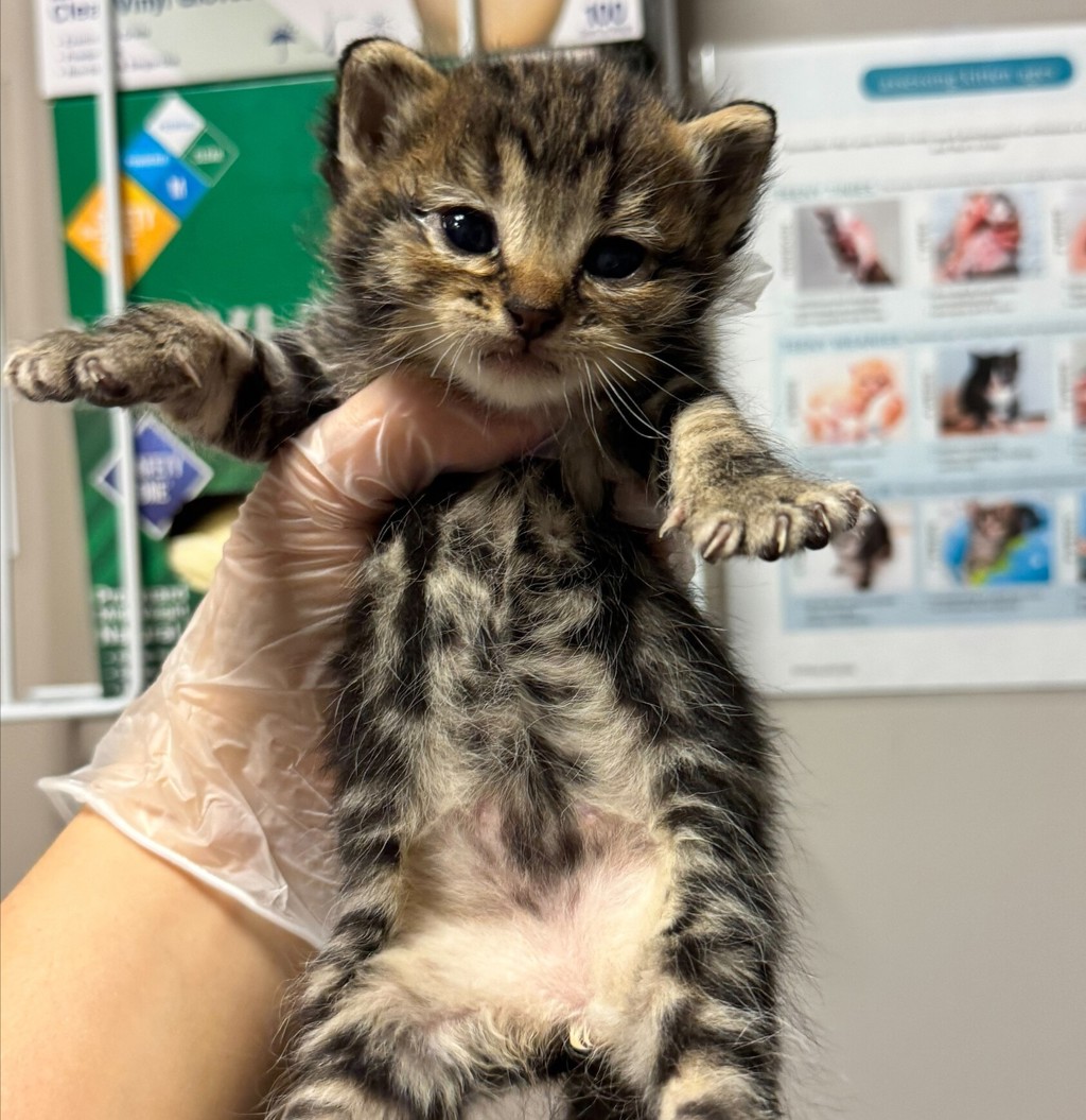 Shelter Stray Male Cat last seen Near Arthur Avenue, SAN LEANDRO, CA, 94577, Oakland, CA 94621