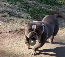 Reunited Female Dog last seen Shields and west , Fresno, CA 93705