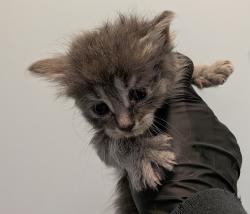 Shelter Stray Female Cat last seen Near 54th Street, San Diego, CA, 92114, San Diego, CA 92110