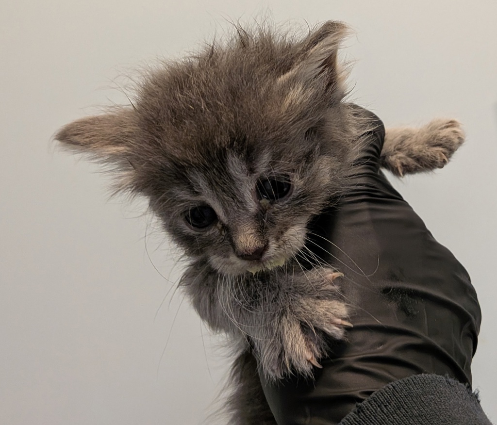 Shelter Stray Female Cat last seen Near 54th Street, San Diego, CA, 92114, San Diego, CA 92110