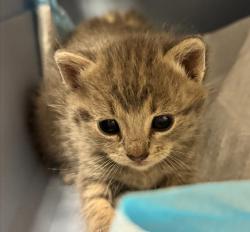 Shelter Stray Male Cat last seen Near Arthur Avenue, SAN LEANDRO, CA, 94577, Oakland, CA 94621