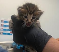 Shelter Stray Female Cat last seen Near Market Street, San Diego, CA, 92114, San Diego, CA 92110