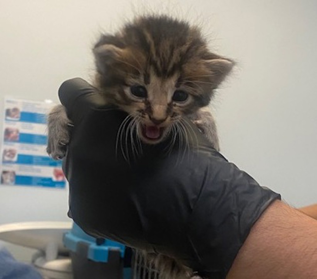 Shelter Stray Female Cat last seen Near Market Street, San Diego, CA, 92114, San Diego, CA 92110
