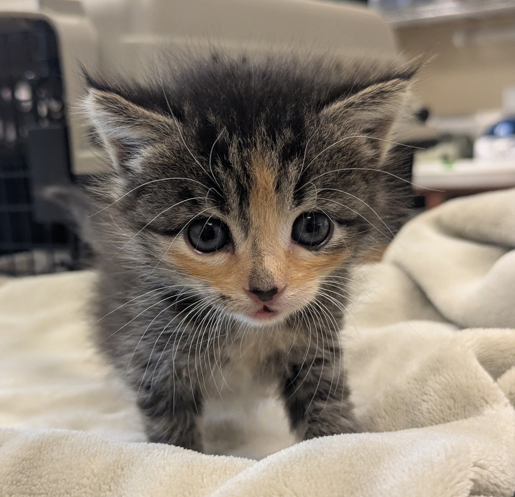 Shelter Stray Female Cat last seen Near Cabot Boulevard, HAYWARD, CA, 94545, Oakland, CA 94621