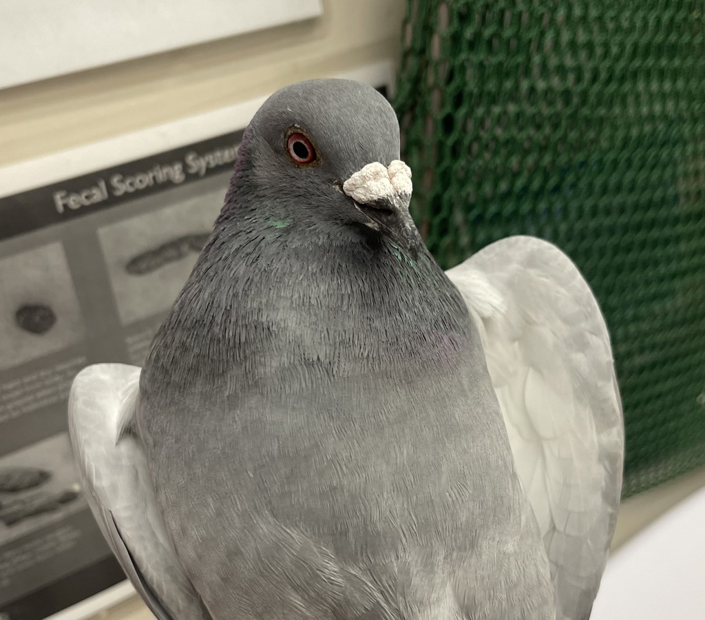 Shelter Stray Unknown Bird last seen Near Erin Drive, El Cajon, CA, 92020, El Cajon, CA 92020