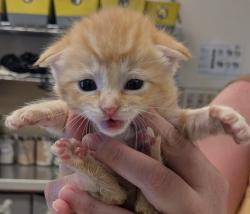 Shelter Stray Female Cat last seen Near Gleason Drive, DUBLIN, CA, 94568, Oakland, CA 94621