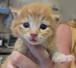 Shelter Stray Male Cat last seen Near Gleason Drive, DUBLIN, CA, 94568, Oakland, CA 94621