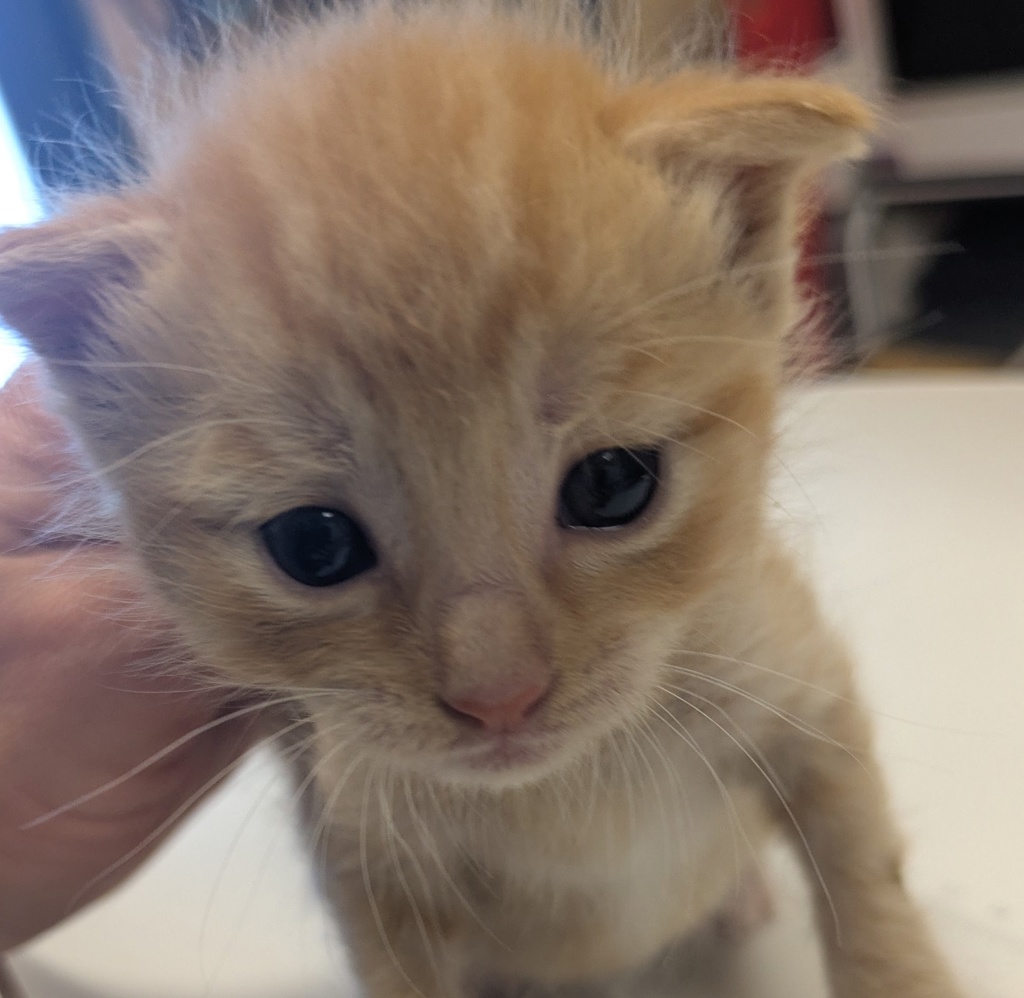 Shelter Stray Male Cat last seen Near Gleason Drive, DUBLIN, CA, 94568, Oakland, CA 94621
