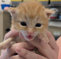 Shelter Stray Male Cat last seen Near Gleason Drive, DUBLIN, CA, 94568, Oakland, CA 94621