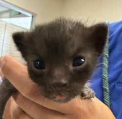 Shelter Stray Female Cat last seen Near Sunset Drive, LIVERMORE, CA, 94551, Oakland, CA 94621