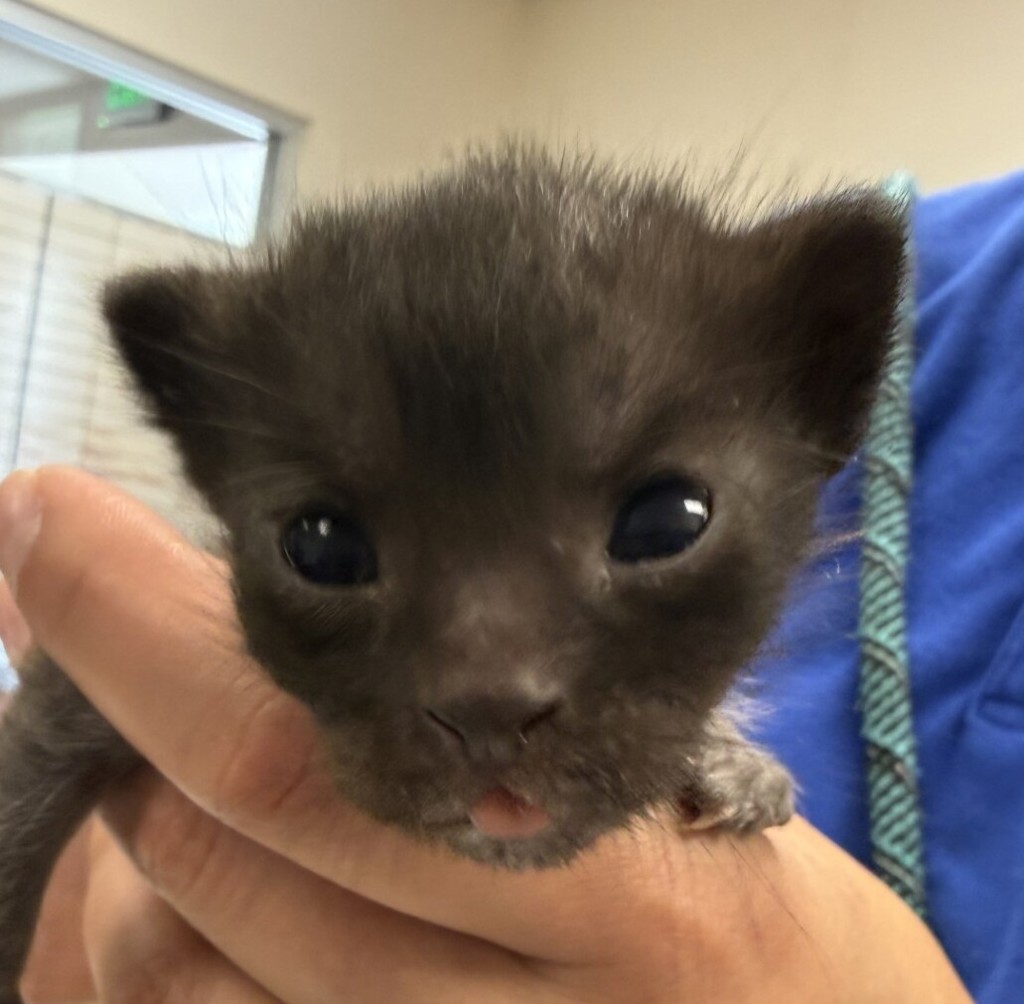 Shelter Stray Female Cat last seen Near Sunset Drive, LIVERMORE, CA, 94551, 8323 Baldwin St, Oakland, CA 94621, USA