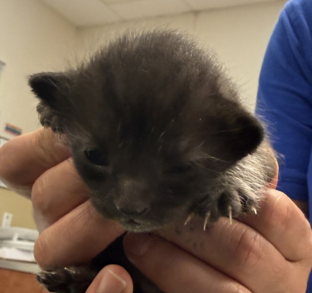 Shelter Stray Unknown Cat last seen Near Sunset Drive, LIVERMORE, CA, 94551, 8323 Baldwin St, Oakland, CA 94621, USA