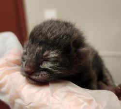 Shelter Stray Female Cat last seen Near C Street, OAKLAND, CA, 94621, Oakland, CA 94621