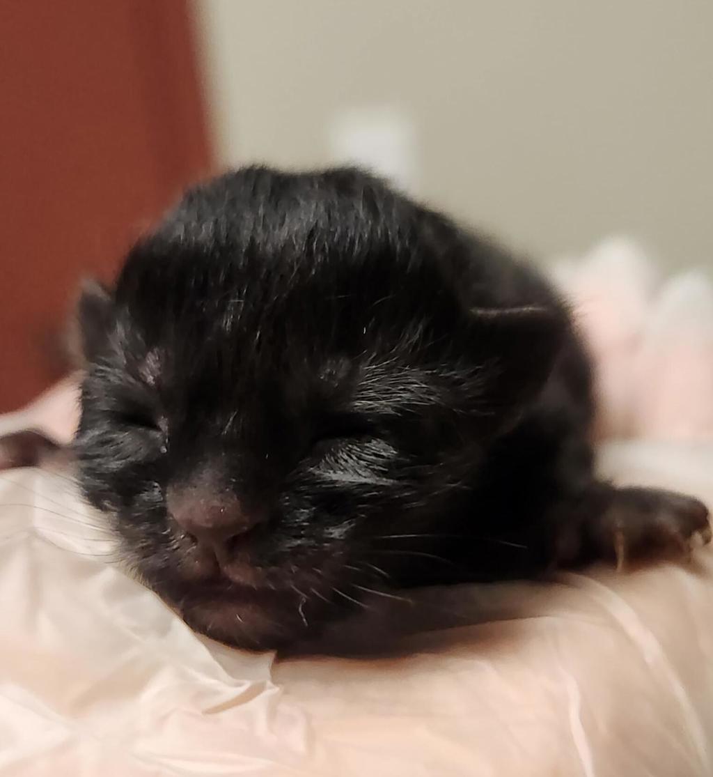 Shelter Stray Female Cat last seen Near C Street, OAKLAND, CA, 94621, Oakland, CA 94621