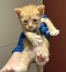 Shelter Stray Female Cat last seen Near Grand Avenue, SAN LEANDRO, CA, 94577, Oakland, CA 94621