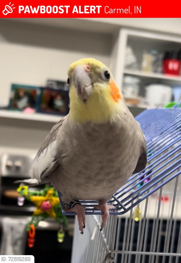 Lost Male Bird last seen Traders Point Church in Carmel, Carmel, IN 46032