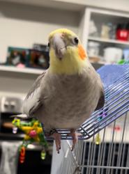Lost Male Bird last seen Traders Point Church in Carmel, Carmel, IN 46032