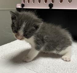 Shelter Stray Male Cat last seen Near Grand Avenue, SAN LEANDRO, CA, 94577, Oakland, CA 94621