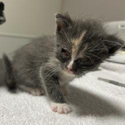 Shelter Stray Female Cat last seen Near Grand Avenue, SAN LEANDRO, CA, 94577, Oakland, CA 94621