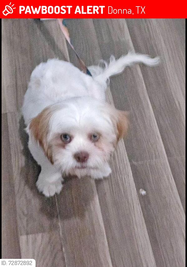 Lost Female Dog last seen Near n1st , Donna, TX 78537