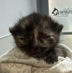 Shelter Stray Female Cat last seen San Diego, CA, 92154, San Diego, CA 92110