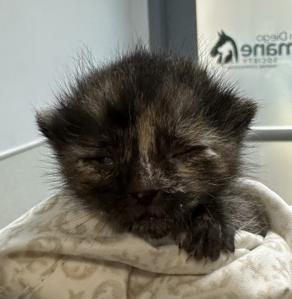 Shelter Stray Female Cat last seen San Diego, CA, 92154, San Diego, CA 92110