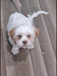 Lost Female Dog last seen Near n1st , Donna, TX 78537