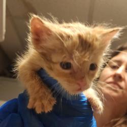 Shelter Stray Male Cat last seen Near Marina Boulevard, SAN LORENZO, CA, 94580, Oakland, CA 94621