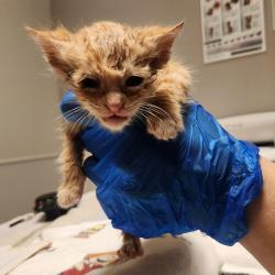 Shelter Stray Male Cat last seen Near Marina Boulevard, SAN LORENZO, CA, 94580, Oakland, CA 94621