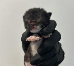 Shelter Stray Male Cat last seen Near Hotel Circle, San Diego, CA, 92108, San Diego, CA 92110