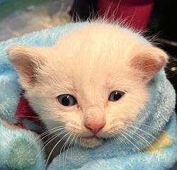 Shelter Stray Male Cat last seen San Diego, CA, 92113, San Diego, CA 92110