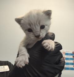 Shelter Stray Male Cat last seen Near Judson Street, San Diego, CA, 92111, San Diego, CA 92110