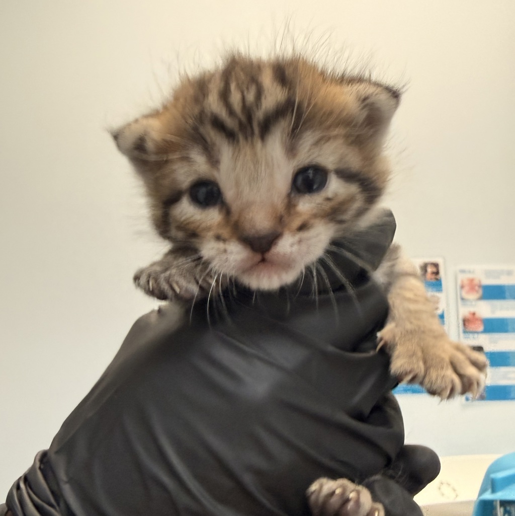 Shelter Stray Female Cat last seen Near Judson Street, San Diego, CA, 92111, San Diego, CA 92110