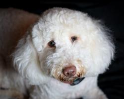 Lost Female Dog last seen Souths Woodland Hills, Houston, TX 77339