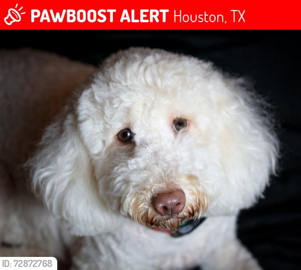 Lost Female Dog last seen Souths Woodland Hills, Houston, TX 77339