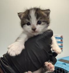Shelter Stray Female Cat last seen Near Judson Street, San Diego, CA, 92111, San Diego, CA 92110