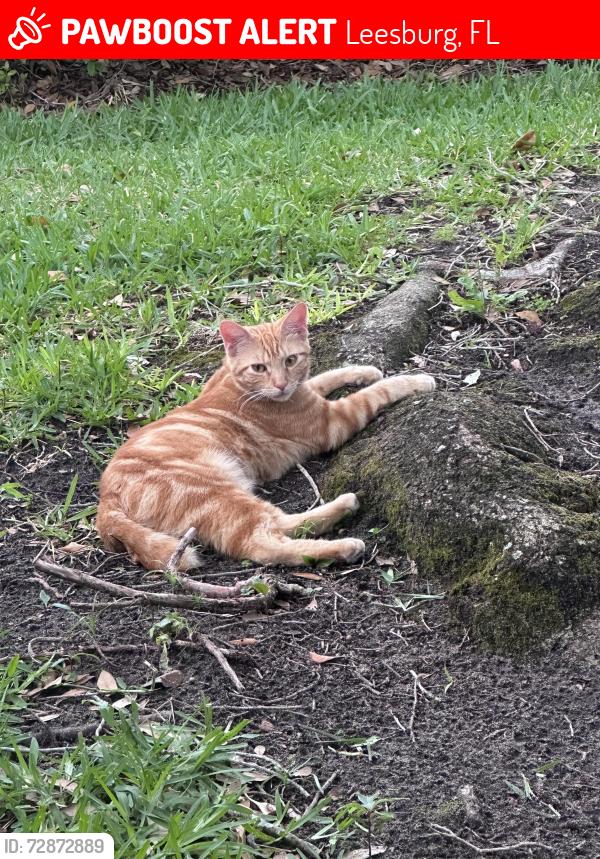 Lost Female Cat last seen Tewksbury and Morningside - Silver Lake, Leesburg, FL 34788
