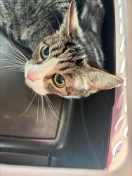 Shelter Stray Unknown Cat last seen 36th Street, San Diego, CA, 92104, San Diego, CA 92110