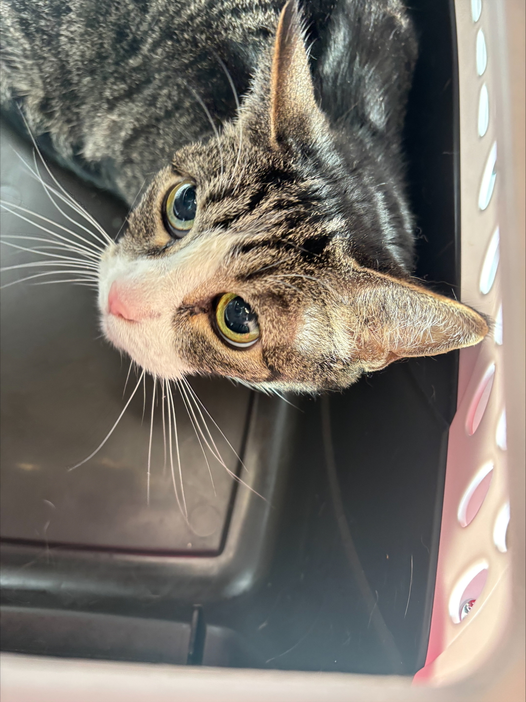 Shelter Stray Unknown Cat last seen 36th Street, San Diego, CA, 92104, San Diego, CA 92110