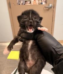 Shelter Stray Female Cat last seen Clairemont Mesa Boulevard, San Diego, CA, 92117, San Diego, CA 92110