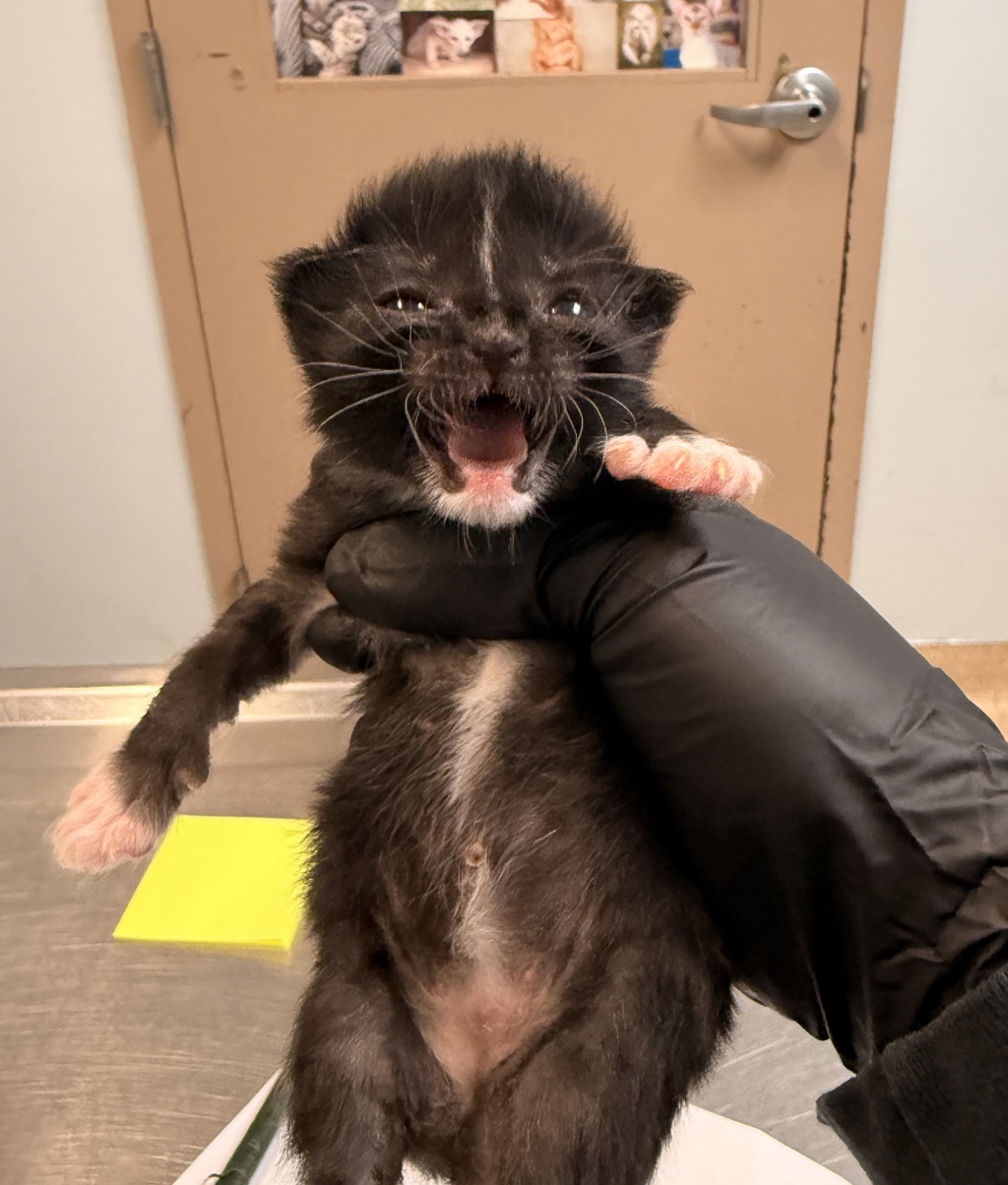 Shelter Stray Female Cat last seen Clairemont Mesa Boulevard, San Diego, CA, 92117, San Diego, CA 92110