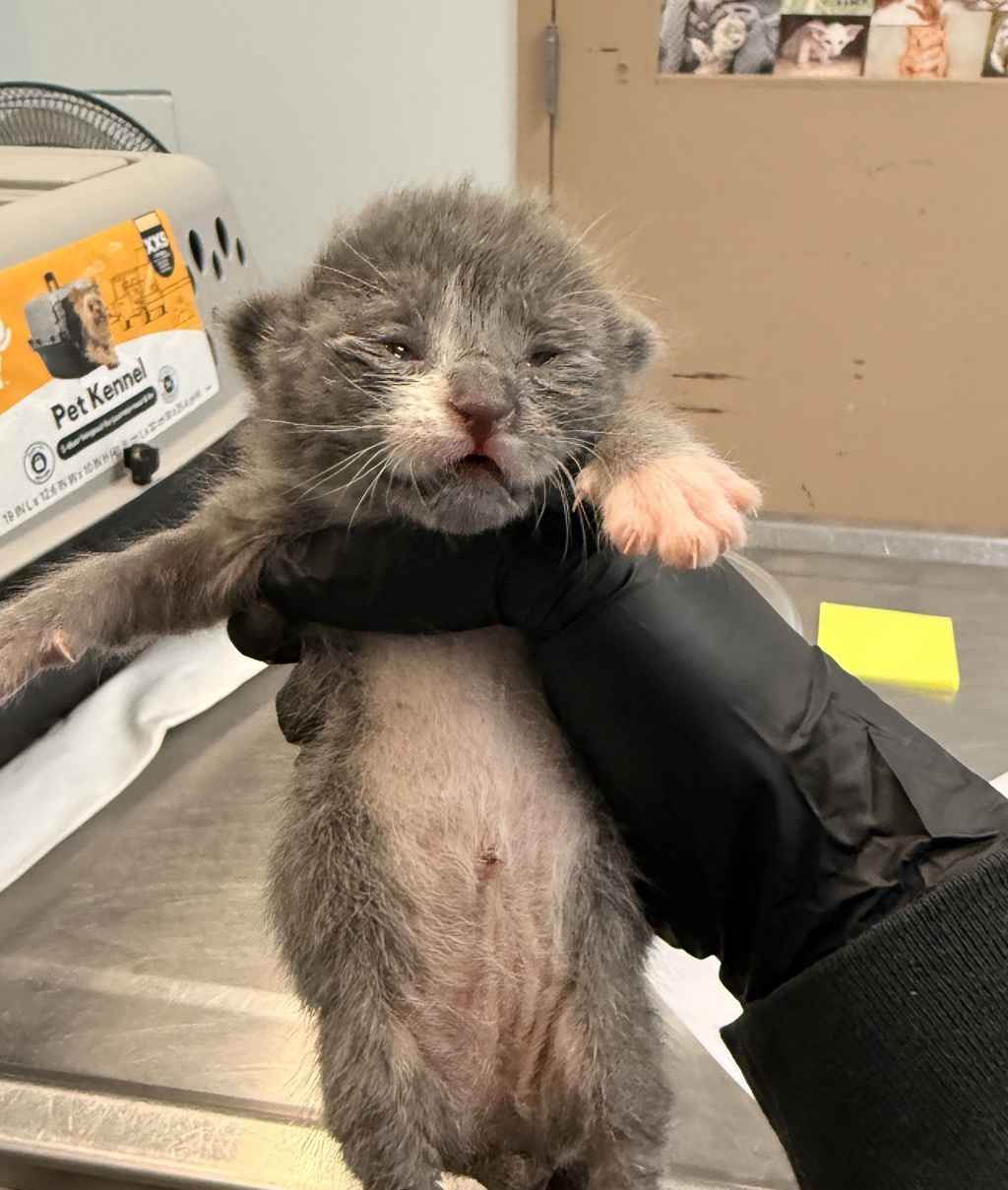 Shelter Stray Male Cat last seen Clairemont Mesa Boulevard, San Diego, CA, 92117, San Diego, CA 92110