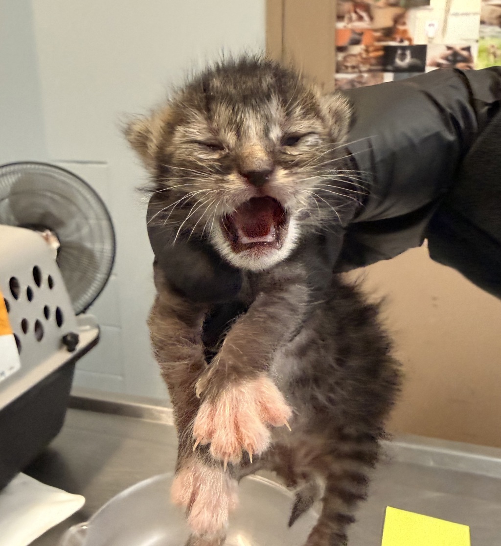 Shelter Stray Male Cat last seen Clairemont Mesa Boulevard, San Diego, CA, 92117, San Diego, CA 92110