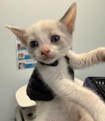 Shelter Stray Female Cat last seen Linda Vista Road, San Diego, CA, 92110, San Diego, CA 92110