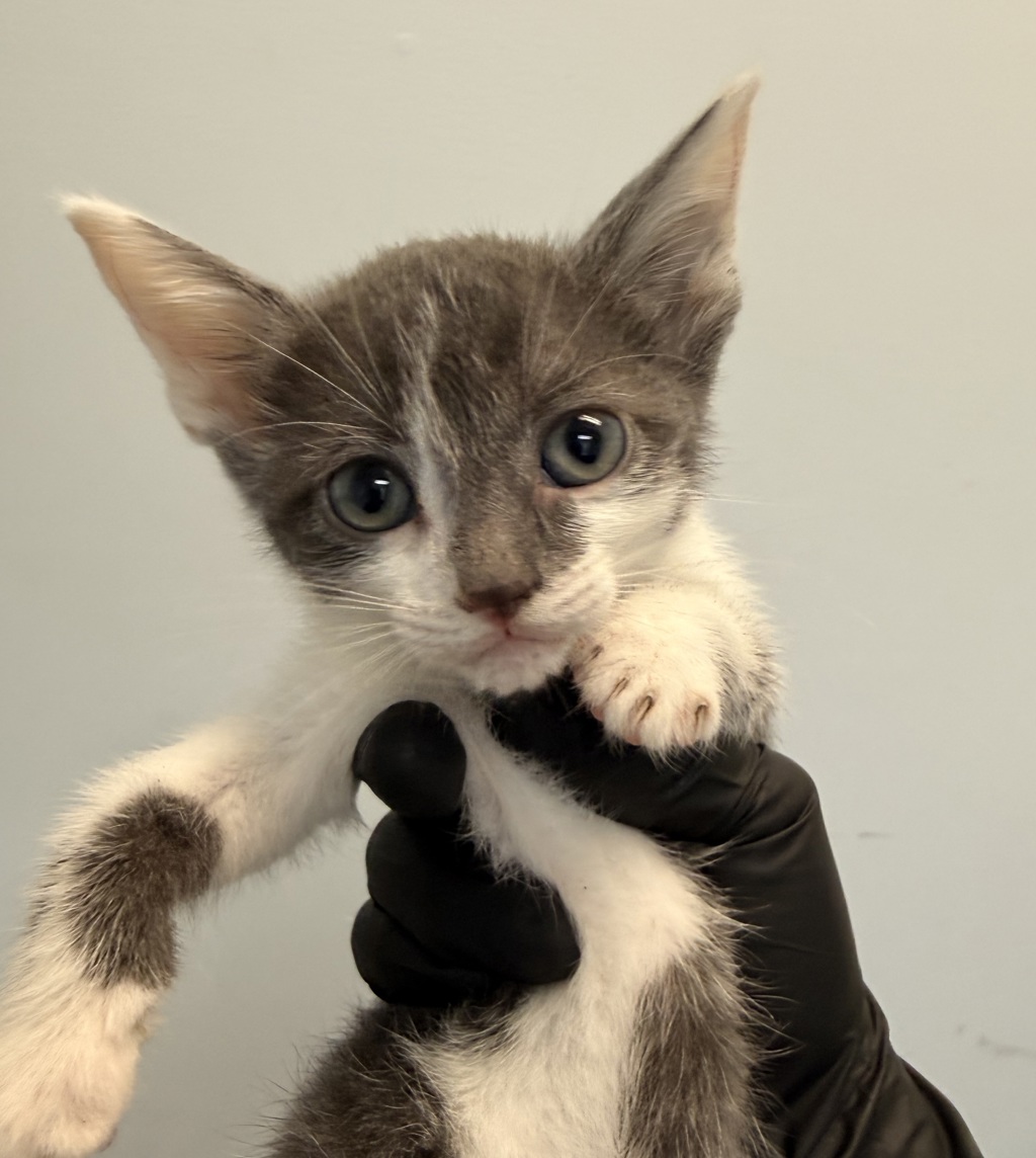 Shelter Stray Female Cat last seen Linda Vista Road, San Diego, CA, 92110, San Diego, CA 92110