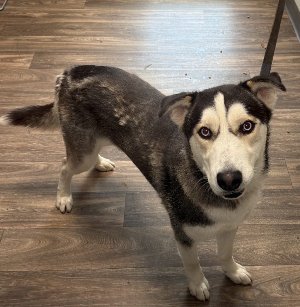 Shelter Stray Male Dog last seen Crown Point Drive, San Diego, CA, 92109, San Diego, CA 92110